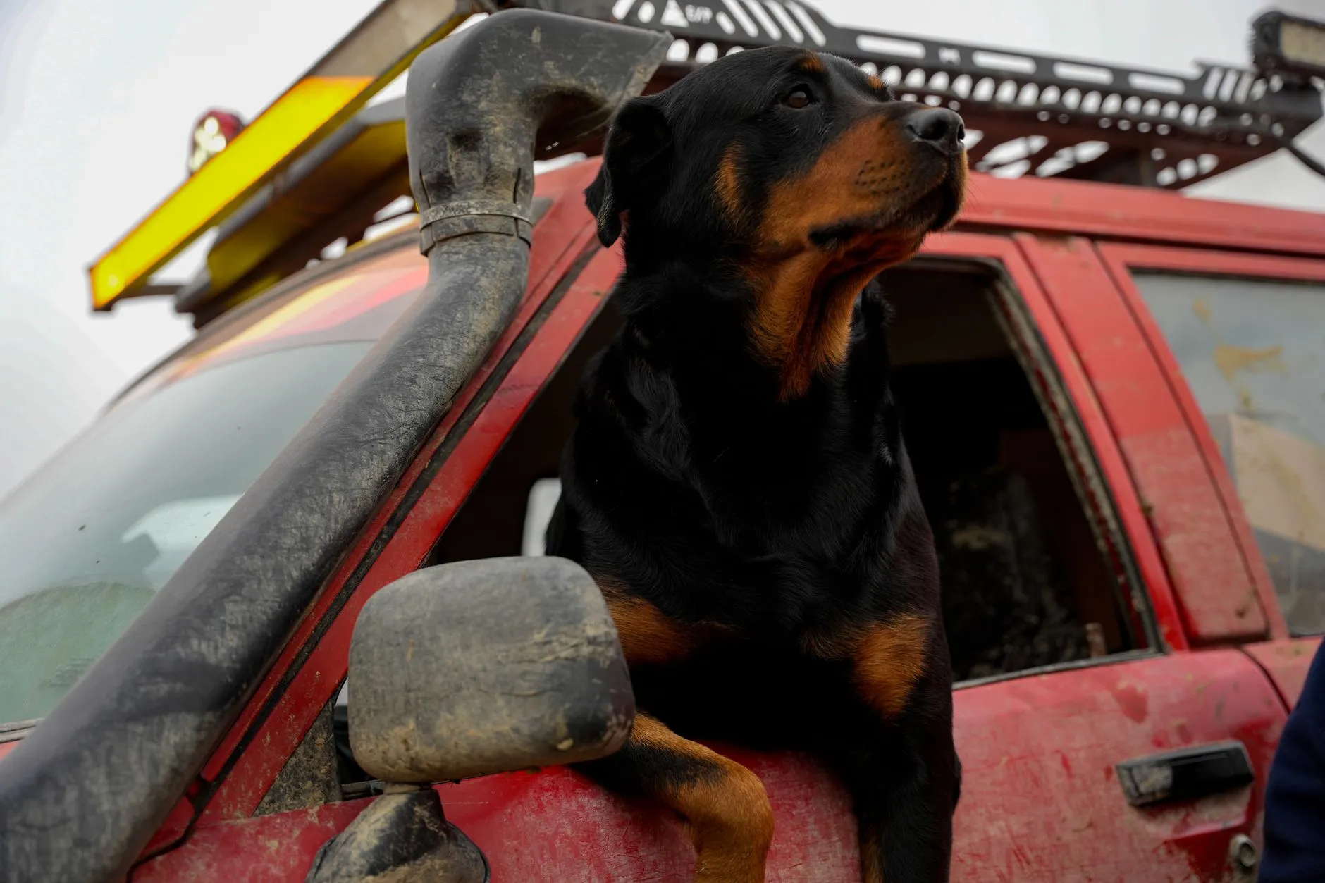 A watchful Rottweiler keeping guard — the guard dog against business bloat